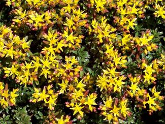 Sedum floriferum